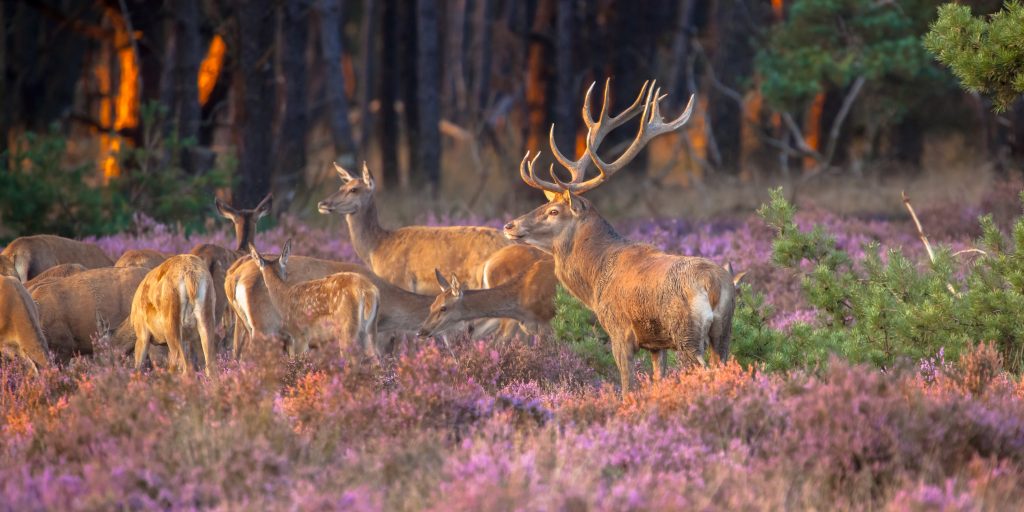 Herfsttintentocht Geopark de Hondsrug