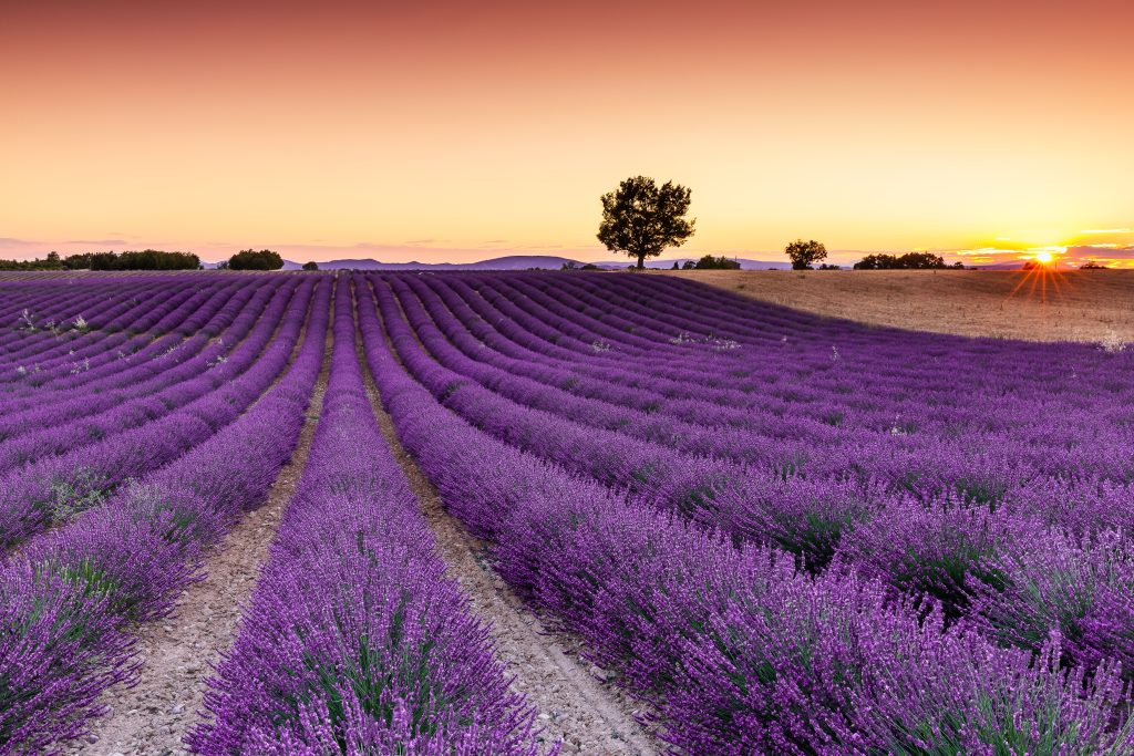 Lavendel in de Provence (8 dagen)