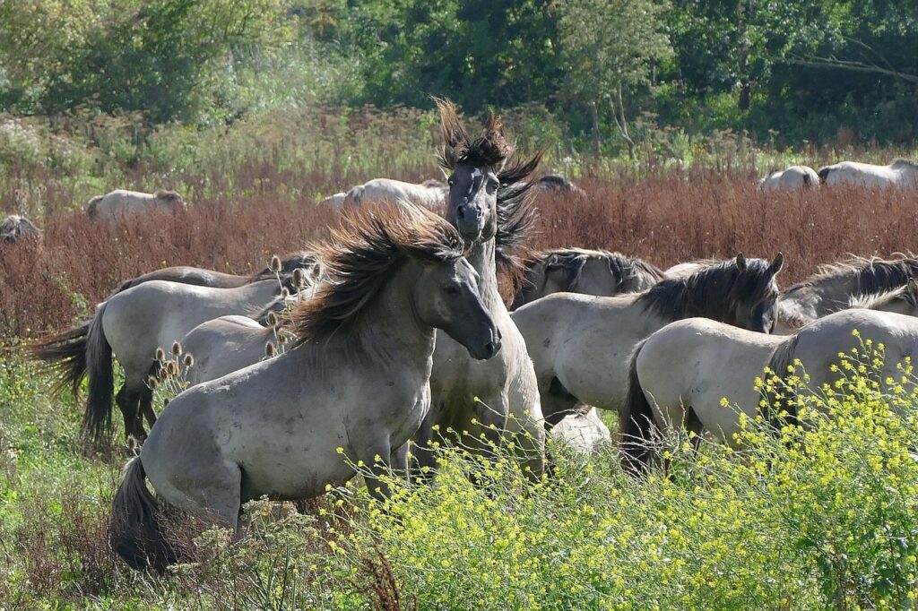 Oostvaardersplassen Experience